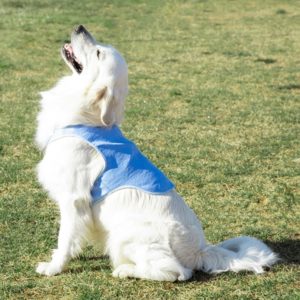 Голяма охлаждаща жилетка за кучета InnovaGoods