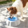 Охлаждаща купа за вода за домашни любимци InnovaGoods
